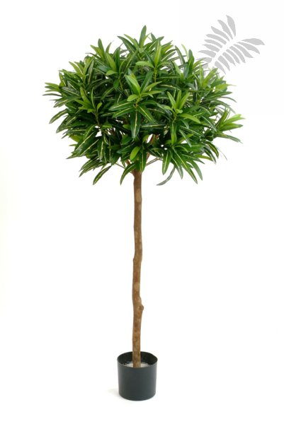 CROTON GOLDFINGER BALL TREE 37505N