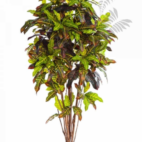 FR CROTON TREE 37605FR