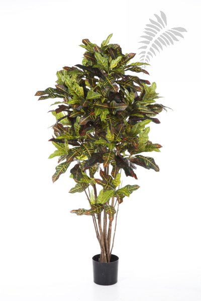 FR CROTON TREE 37606FR