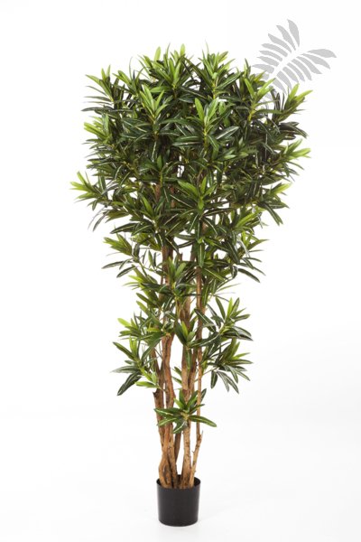 CROTON GOLDFINGER REFLEXA 37806N