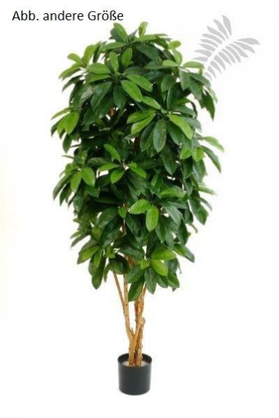 FR LADY SCHEFFLERA TREE 38405FR