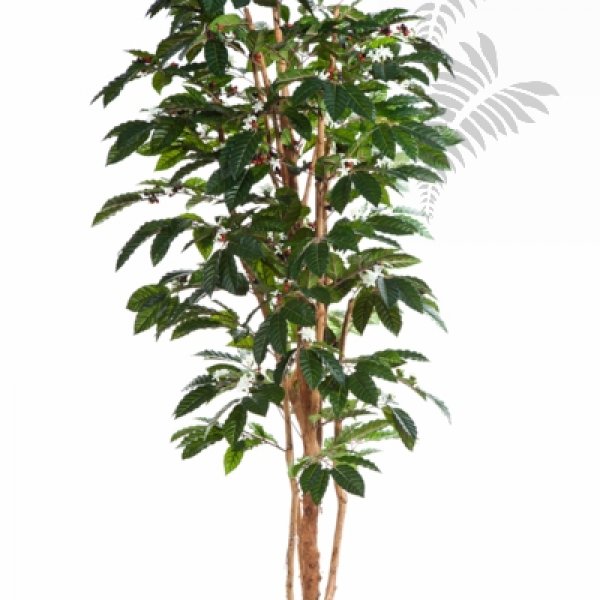FLOWERING COFFEE TREE 39007FL