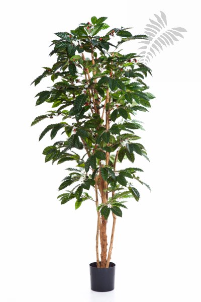 FLOWERING COFFEE TREE 39007FL