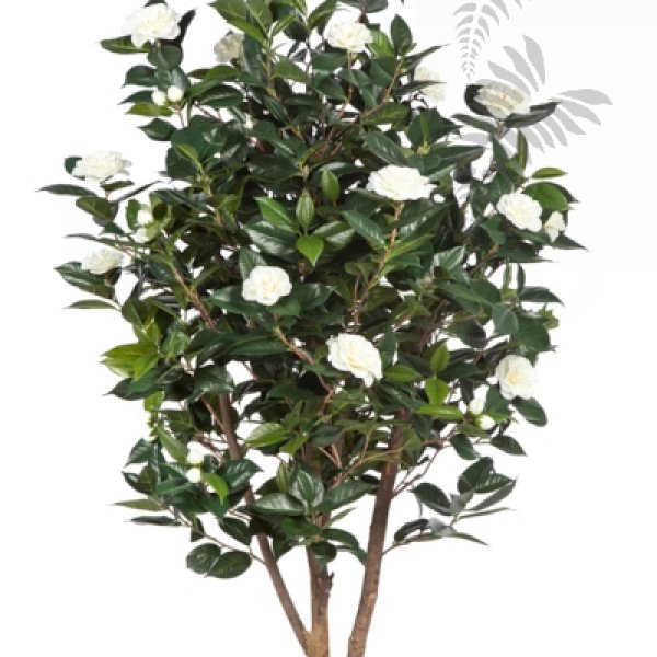 CAMELIA JAPONICA BUSH TREE 40105NW