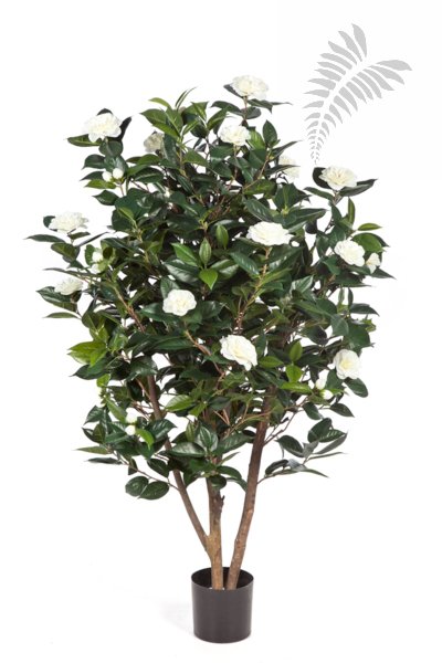 CAMELIA JAPONICA BUSH TREE 40105NW