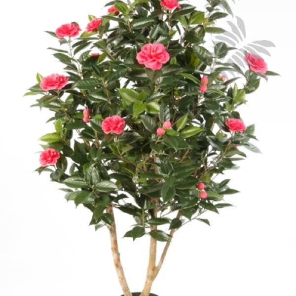 CAMELIA JAPONICA BUSH TREE 40105RS