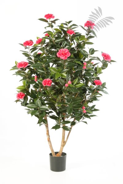 CAMELIA JAPONICA BUSH TREE 40105RS