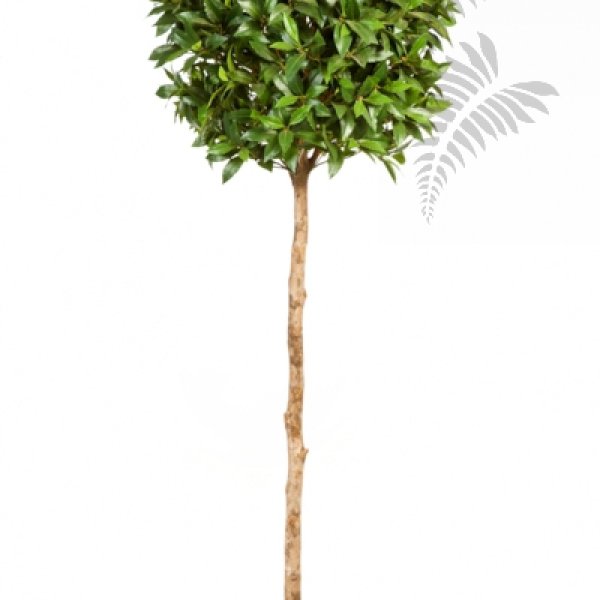 LAUREL TREE DE LUXE 41005N