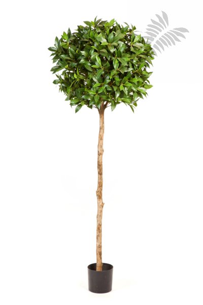 LAUREL TREE DE LUXE 41005N