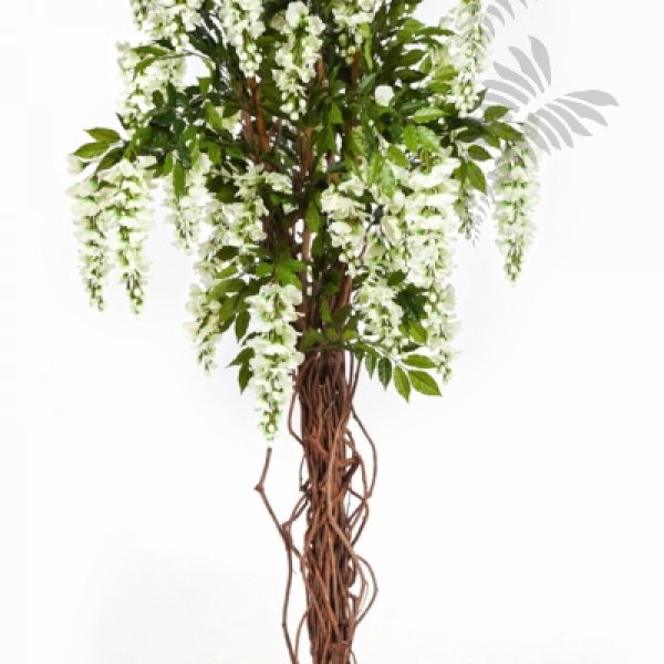 WISTERIA LIANA 42206W