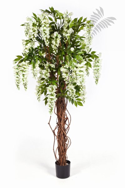 WISTERIA LIANA 42206W