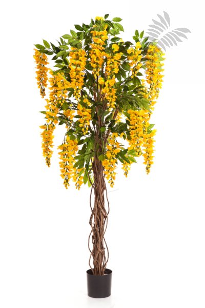 WISTERIA LIANA 42206Y
