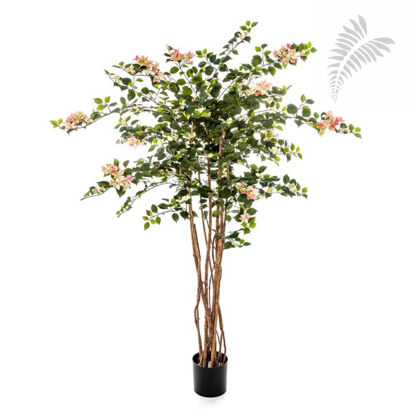 Bougainvillea Nitida 150cm 43005PK