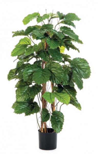 TETRASTIGMA BUSH TREE 43104N