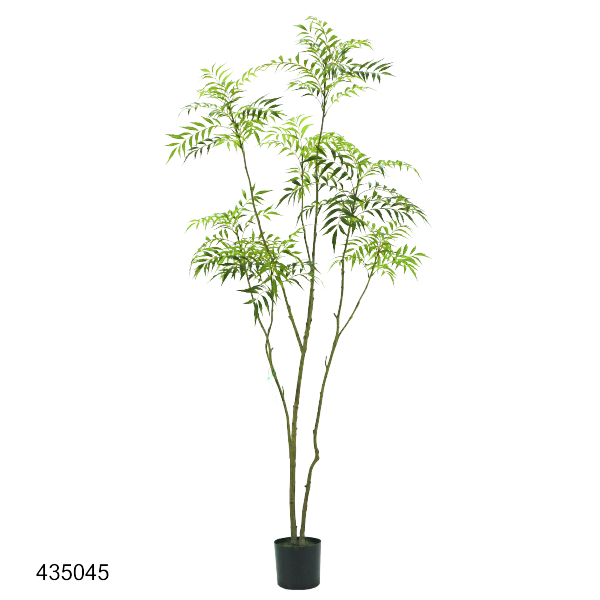 Mahonia forunei 210cm 435045