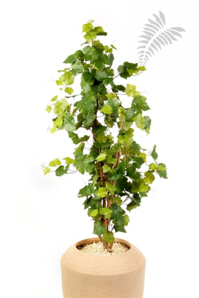 GRAPE IVY TREE 43604N