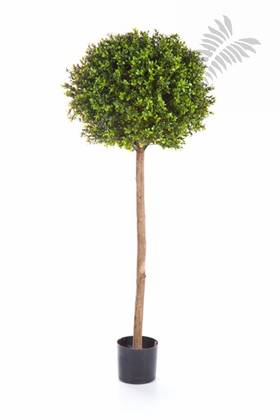 BOXWOOD BALL TREE 44305N