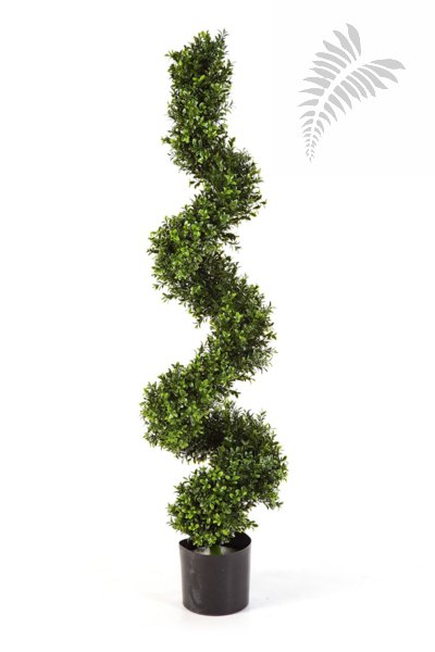 Boxwood Spiral Tree 135cm 45005N