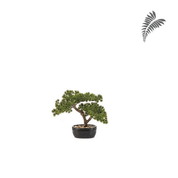 Mini Pine Bonzai+Black Pot 26cm 45800N