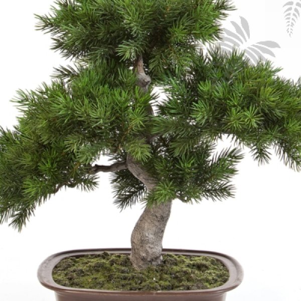 PINE BONZAI 48CM W/BROWN POT 48cm 46002N