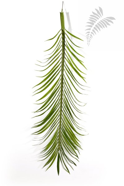 PHOENIX PALM LEAF SET x18 46800N