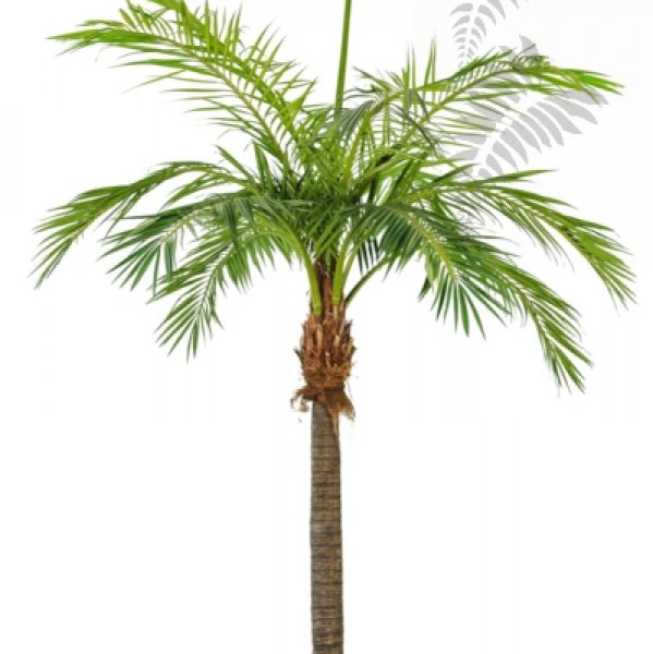 M GIANT PHOENIXPALM 46842N