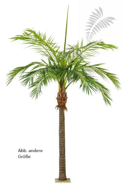 M GIANT PHOENIXPALM 46848N
