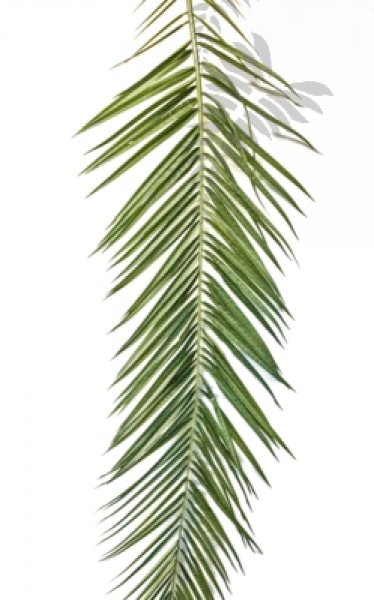 Phoenix Curved Palm Leaf Set 47300N