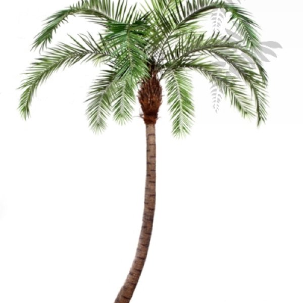 PHOENIX CURVED PALM 300cm 47330N