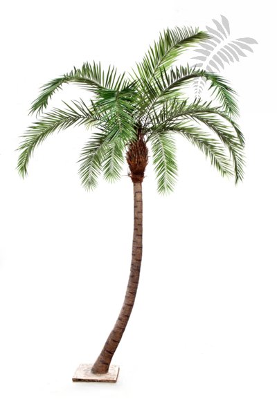 PHOENIX CURVED PALM 300cm 47330N