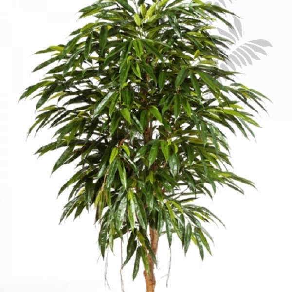 ROYAL LONGIFOLIA LIANA TREE 48306N
