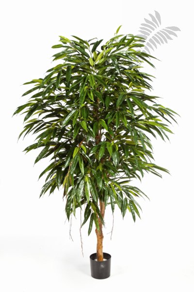 ROYAL LONGIFOLIA LIANA TREE 48306N