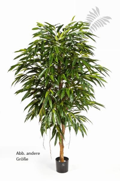 ROYAL LONGIFOLIA TREE 48307N