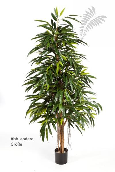 NATURAL ROYAL LONGIFOLIA 48407N