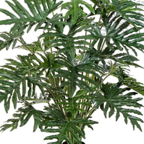 PHILODENDRON BUSH X 30 51004N