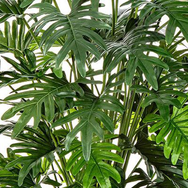 PHILODENDRON SELLOUM 100 cm 51103N