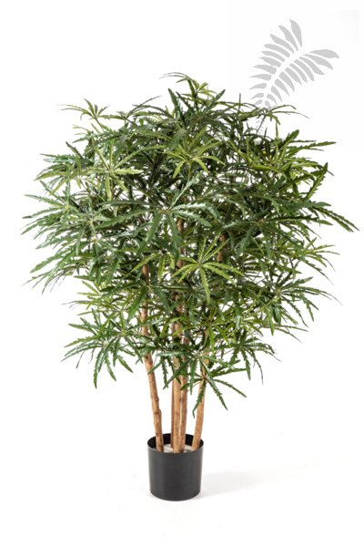 ARALIA BUSH TREE 115cm 51504N