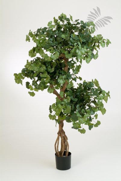 FR SWEET GINKGO ON CRAZY TR 52205FR