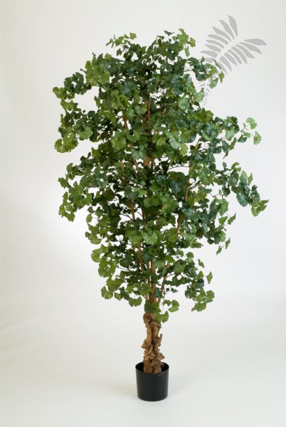 SWEET GINKGO FOREST TREE 52407N