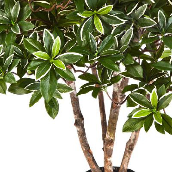 EUONYMUS JAPONICUS BUSH 75 cm 52702N