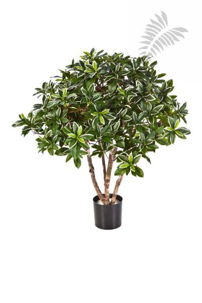 EUONYMUS JAPONICUS BUSH 75 cm 52702N