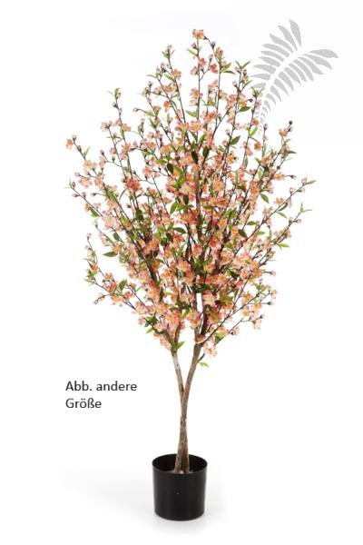 CHERRY BLOSSOM 170 CM ROSE 55206RS