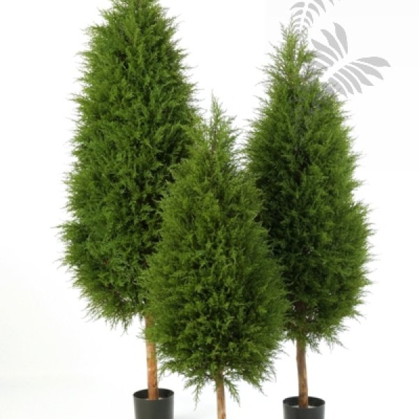 CYPRES TREE 56004N