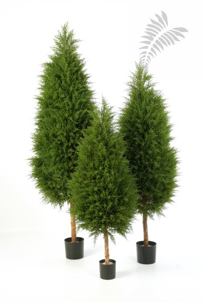CYPRES TREE 56004N