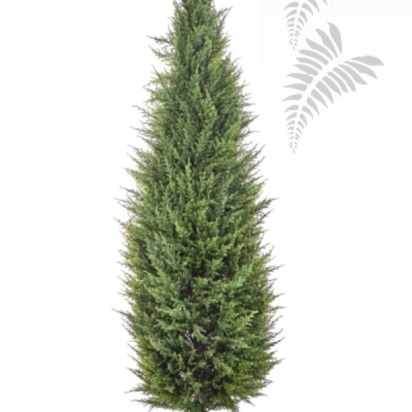 CYPRESS TOWER TREE 56105N