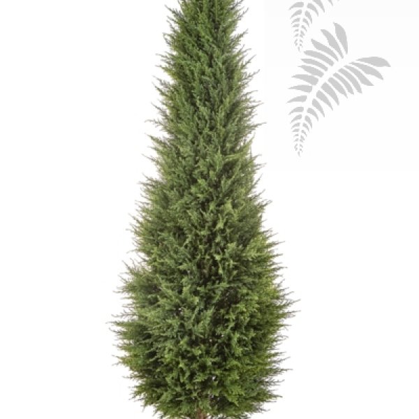 CYPRESS TOWER TREE 56106N