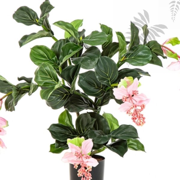 MEDINILLA PLANT X 4 56402N