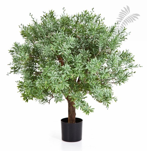 CROSSOSTEPHIUM BALL TREE 56602N