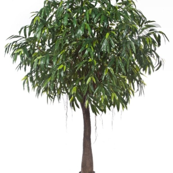 ROYAL LONGIFOLIA CABANA 57009N