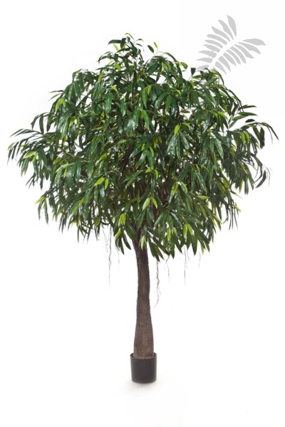 ROYAL LONGIFOLIA CABANA 57009N